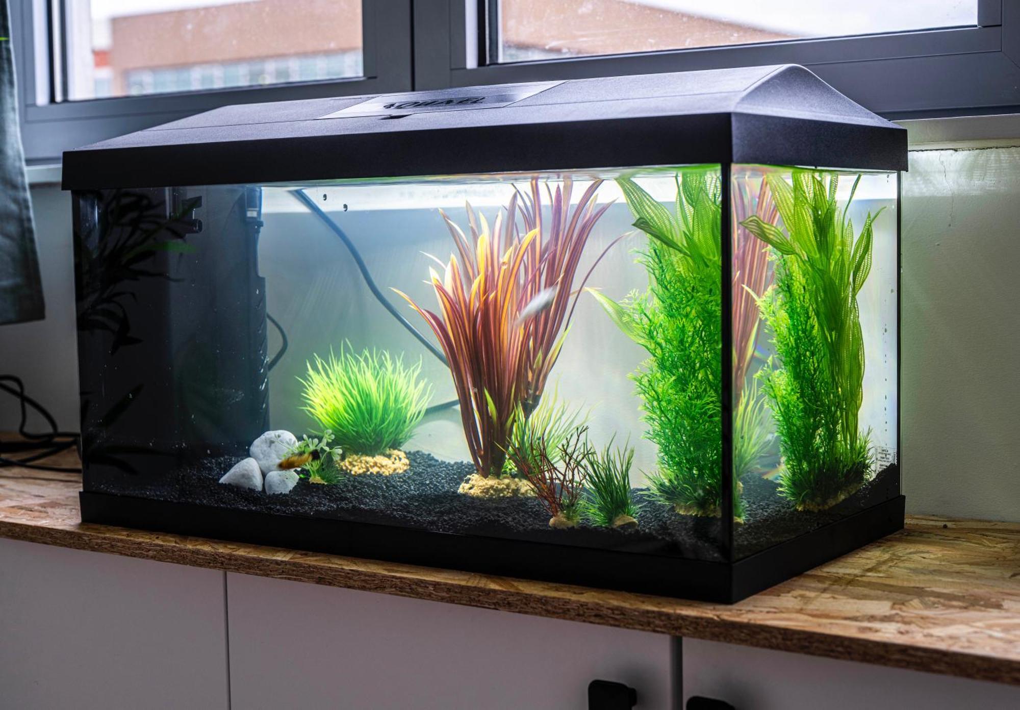 Studio Chaleureux Avec Aquarium Apartment Марк-ен-Барой Екстериор снимка